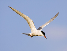 Common Tern