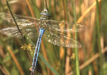 Male Emperor Dragonfly