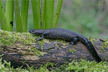 Great Crested Newt