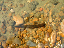 Medicinal Leech at Dungeness