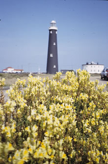 The Old Lighthouse