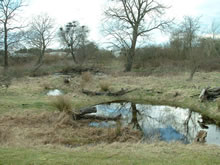 Seasonal pond at Romney Marsh Visitor Centre