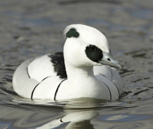 Smew