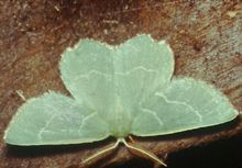 Sussex Emerald Moth
