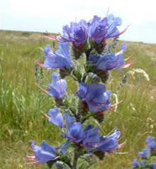 Viper's Bugloss