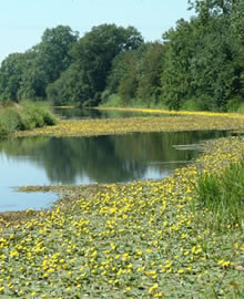 Fringed Water Lily on the Royal Military Canal