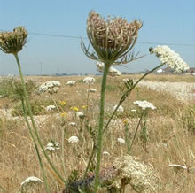 Wild Carrot